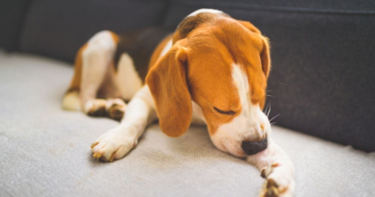Dog carrying ringworm infection scratches paw